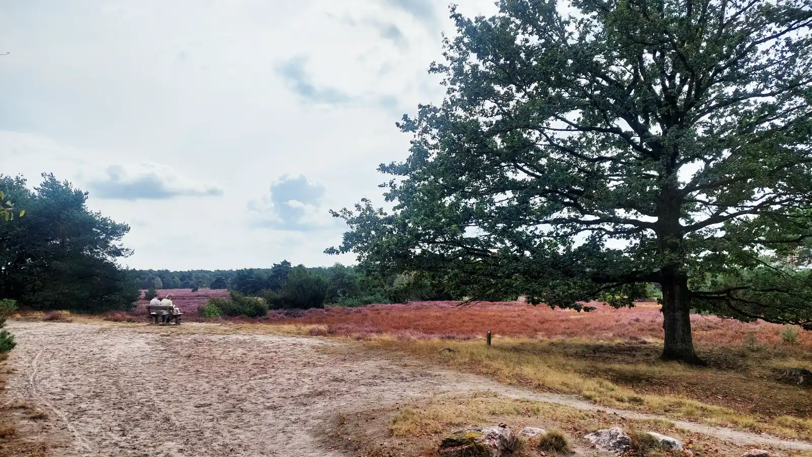 Bloeiende heide
